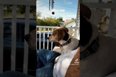 What did you say, I wasn’t listening  🤔 I only heard treats. 🐾 🐾